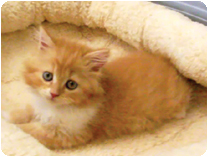 スコティッシュフォールド by NIPPON PET（大垣）