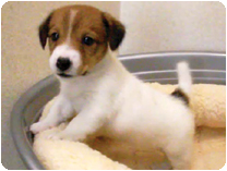 ジャックラッセルテリア