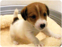 ジャックラッセルテリア by イズミペット（岐阜）