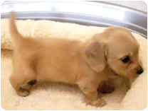 カニンヘンダックスフンド(ロングーヘアー) by イズミペット(岐阜)