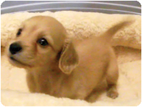 カニンヘンダックスフンド