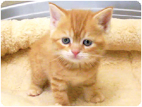 スコティッシュフォールド