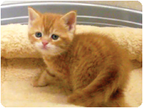 スコティッシュフォールド by イズミペット（岐阜）