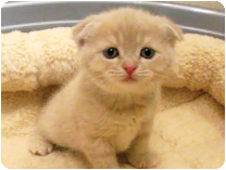 スコティッシュフォールド