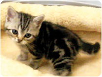 アメリカンショートヘアー by イズミペット（岐阜）