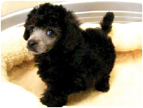 トイプードル by イズミペット（岐阜）