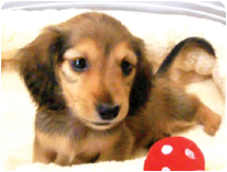 カニンヘンダックスフンド