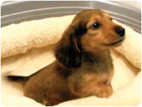 カニンヘンダックスフンド by NIPPON PET（大垣）