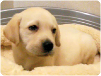 ラブラドール・レトリバー