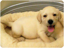 ラブラドール・レトリバー by NIPPON PET（大垣）