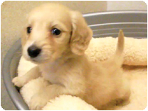 ミニチュアダックス