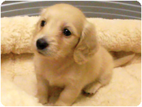 ミニチュアダックスフンド（ロングヘアー） by NIPPON PET（大垣）