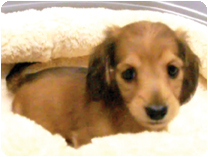 カニンヘンダックスフンド