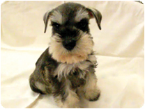 ミニチュアシュナウザー by イズミペット（岐阜）