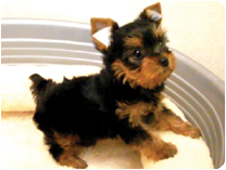 ヨークシャーテリア