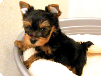 ヨークシャーテリア by イズミペット（岐阜）