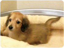 カニンヘンダックス