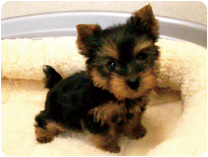 ヨークシャテリア