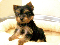 ヨークシャーテリア by NIPPON PET（大垣）