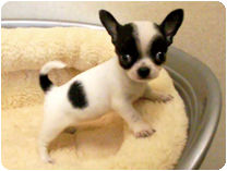 チワワ（スムースコート）