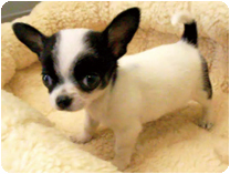 チワワ（スムースコート） by NIPPON PET（大垣）