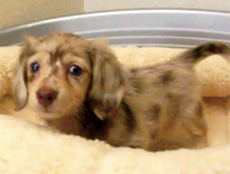 カニンヘンダックスフンド by イズミペット（岐阜）