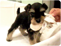 ミニチュアシュナウザー by イズミペット（岐阜）