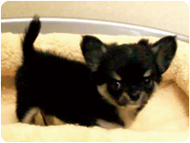 チワワ（ロングコート） by イズミペット（岐阜）