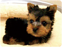 ヨークシャーテリア by イズミペット（岐阜）