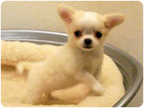 チワワ（ロングコート） by イズミペット（岐阜）