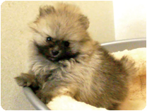 ポメラニアン