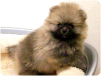 ポメラニアン by NIPPON PET（大垣）