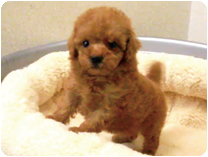 トイプードル by NIPPON PET（大垣）