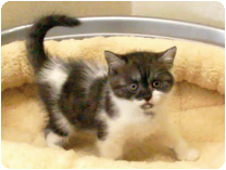 ブリティッシュショートヘアー