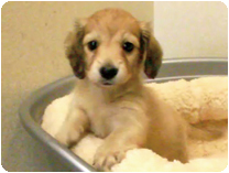 ミニチュアダックスフンド