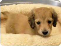 ミニチュアダックスフンド（ロングヘアー） by NIPPON PET（大垣）