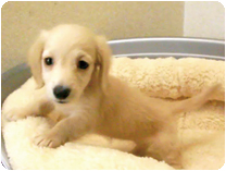 カニンヘンダックスフンド by NIPPON PET（大垣）