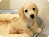 カニンヘンダックスフンド