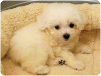 ビション・フリーゼ