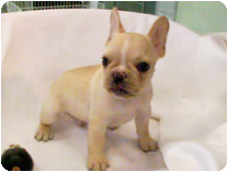 フレンチブルドッグ