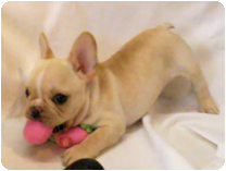 フレンチブルドッグ by イズミペット（岐阜）