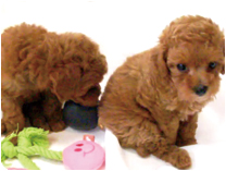 トイプードル by イズミペット（岐阜）