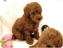 トイプードル by イズミペット（岐阜）