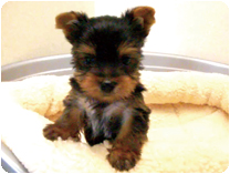 ヨークシャーテリア by NIPPON PET（大垣）