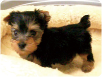 ヨークシャーテリア