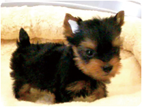 ヨークシャーテリア