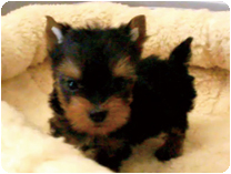 ヨークシャーテリア by NIPPON PET（大垣）