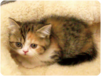 スコティッシュフォールド