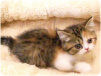 スコティッシュフォールド by イズミペット（岐阜）