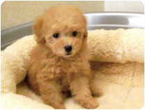 トイプードル by イズミペット（岐阜）